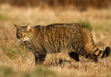 Gatto selvatico